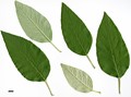 SpeciesSub: subsp. tomentella-parvifolia